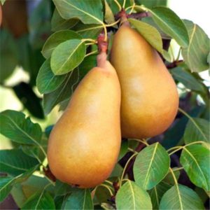 The best self-fertile pear varieties: growing features