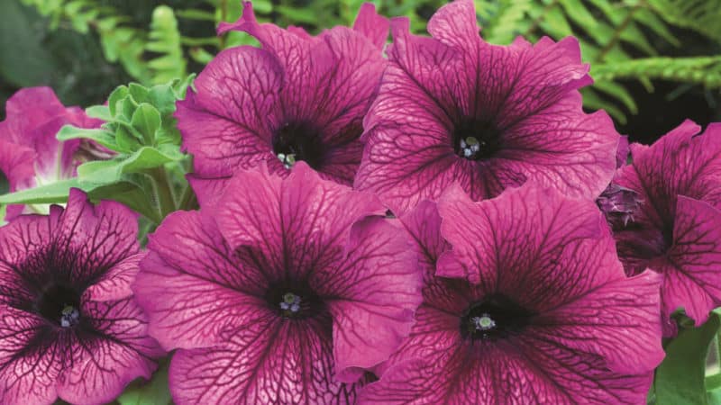 What are the benefits of petunia flowers and how to grow them correctly