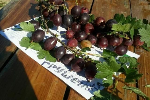 Mid-late thornless gooseberry variety Grushenka