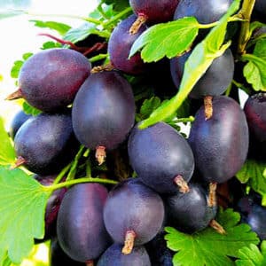 Mid-late thornless gooseberry variety Grushenka