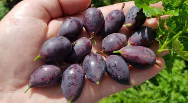 Mid-late thornless gooseberry variety Grushenka