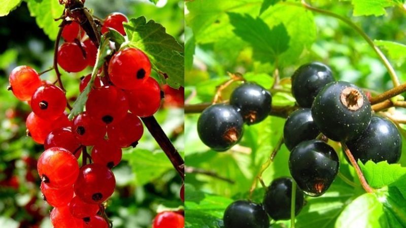 Rules for crop rotation when growing berries: is it possible to plant black currants and red currants side by side?