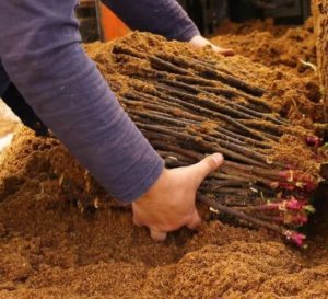 A guide to cutting roses in the fall at home for beginning gardeners