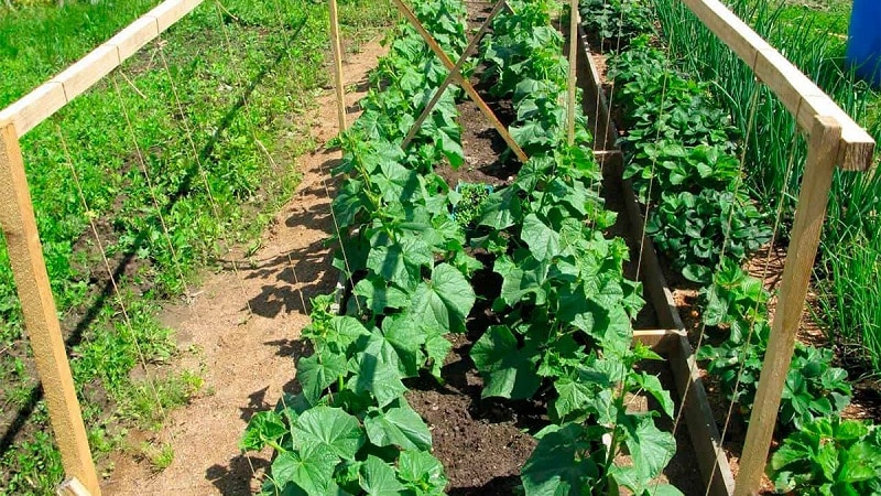 Instructions for forming cucumbers on a trellis in the open ground for beginner gardeners