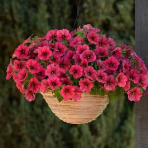 What are the benefits of petunia flowers and how to grow them correctly