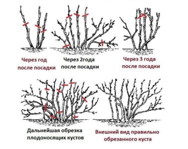 Step-by-step instructions on how to prune currants in the spring for a good harvest