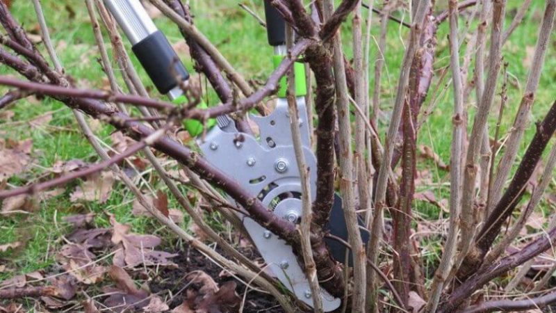 How and with what to spray currants in the spring against pests and diseases