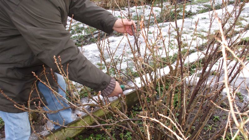 Step-by-step instructions on how to prune currants in the spring for a good harvest