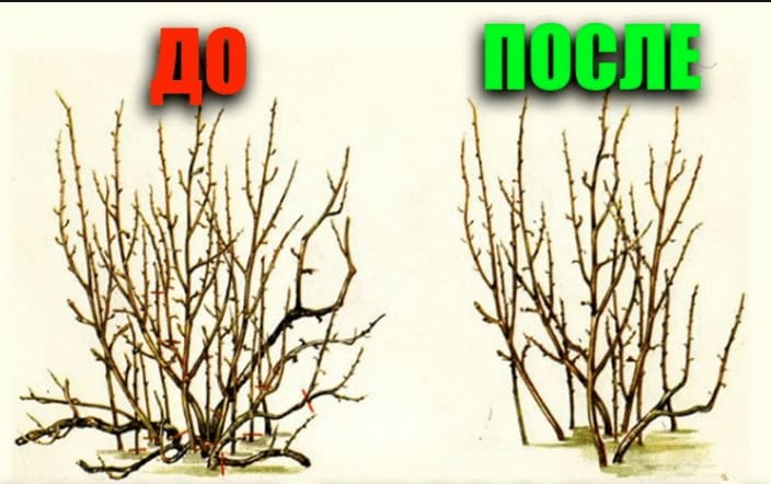 Step-by-step instructions on how to prune currants in the spring for a good harvest