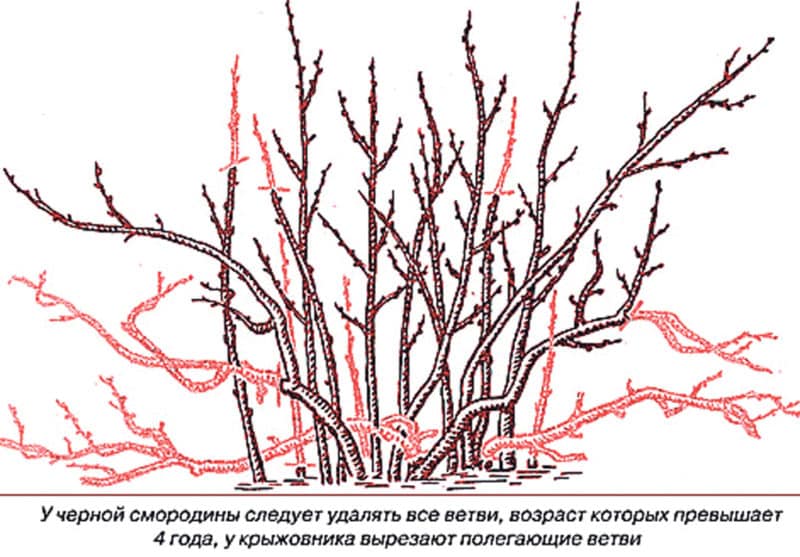 Step-by-step instructions on how to prune currants in the spring for a good harvest