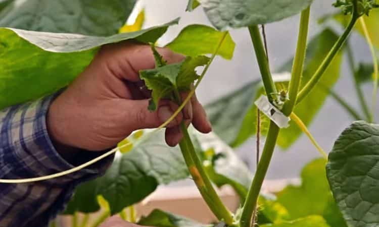 How to plant cucumbers in a greenhouse and other methods of care from planting to harvest