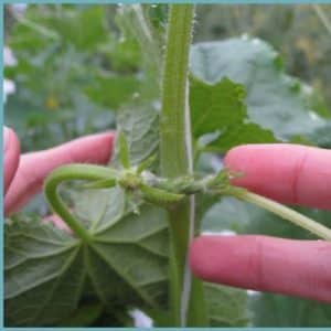 How to plant cucumbers in a greenhouse and other methods of care from planting to harvest