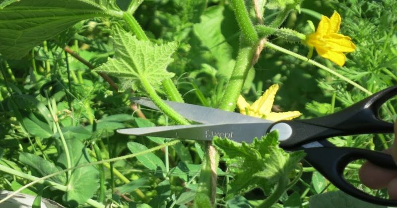 How to plant cucumbers in a greenhouse and other methods of care from planting to harvest