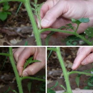 We learn from experienced summer residents how to plant tomatoes correctly: an analysis of the nuances and a step-by-step description of the process
