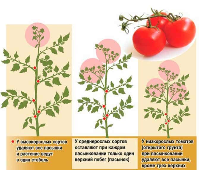We learn from experienced summer residents how to plant tomatoes correctly: an analysis of the nuances and a step-by-step description of the process