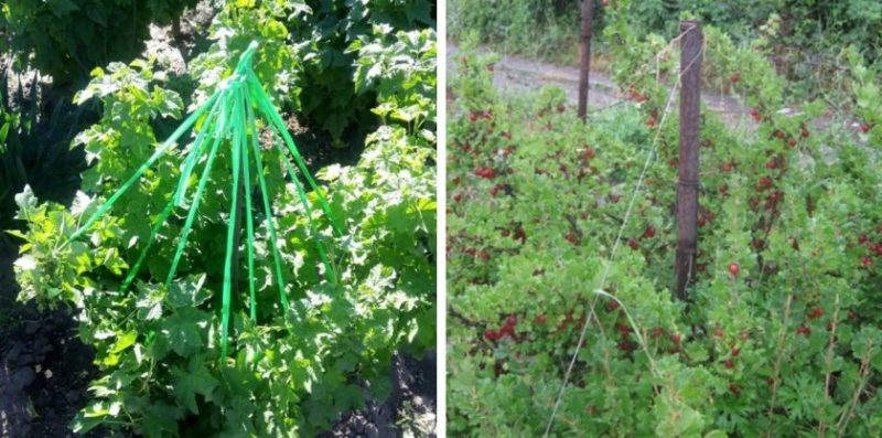 Step-by-step instructions for beginner gardeners: how to tie up gooseberries and form a bush correctly