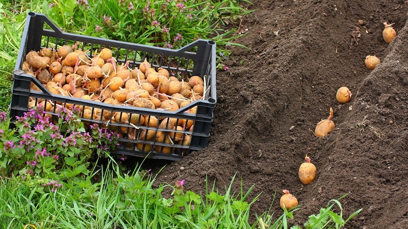 How to get a good potato harvest on your plot, even in a small area