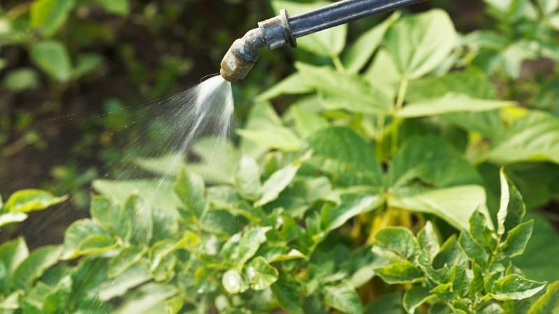 How to get a good potato harvest on your plot, even in a small area