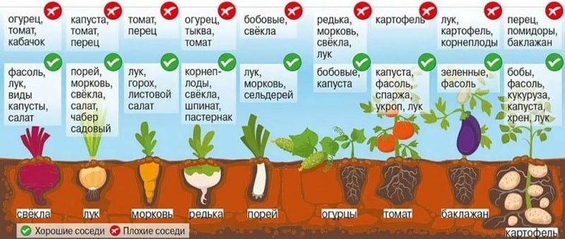 How to get a good potato harvest on your plot, even in a small area