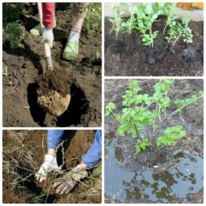 How to replant gooseberries correctly