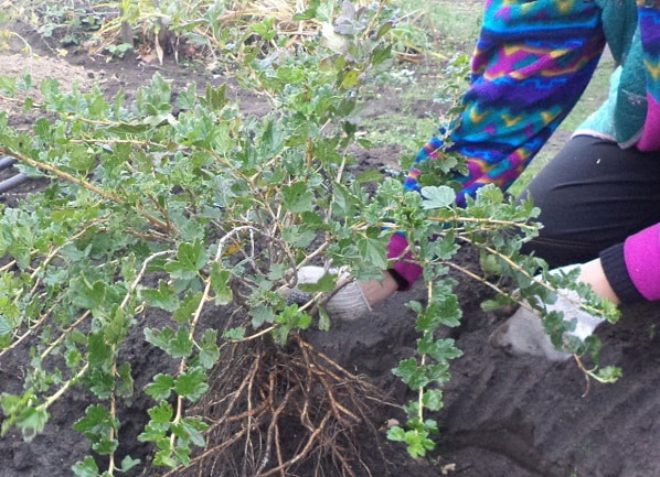 How to replant gooseberries correctly
