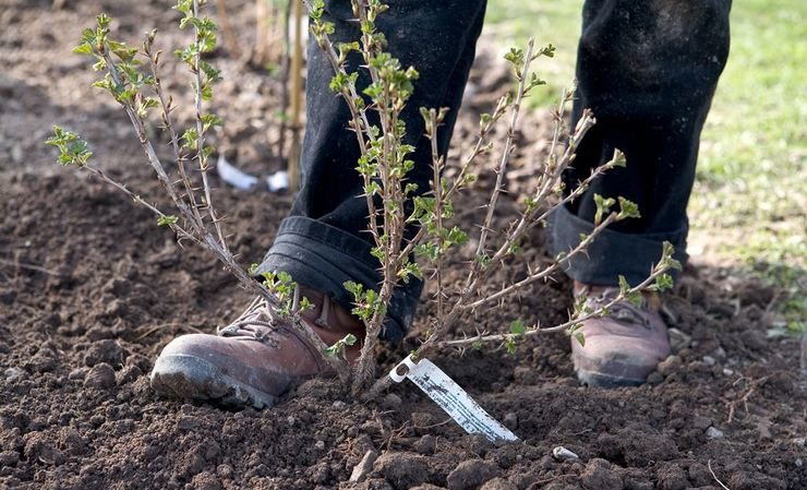 How to replant gooseberries correctly