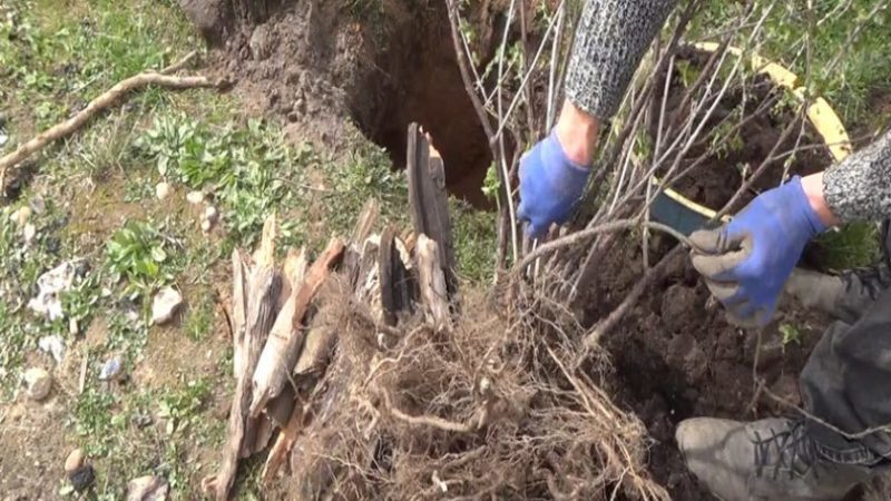 How to replant gooseberries correctly