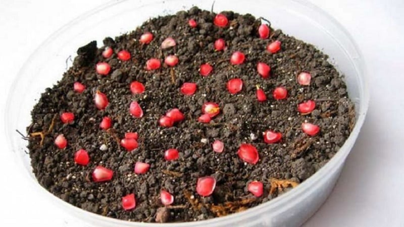 How to plant pomegranates at home: a guide for beginners
