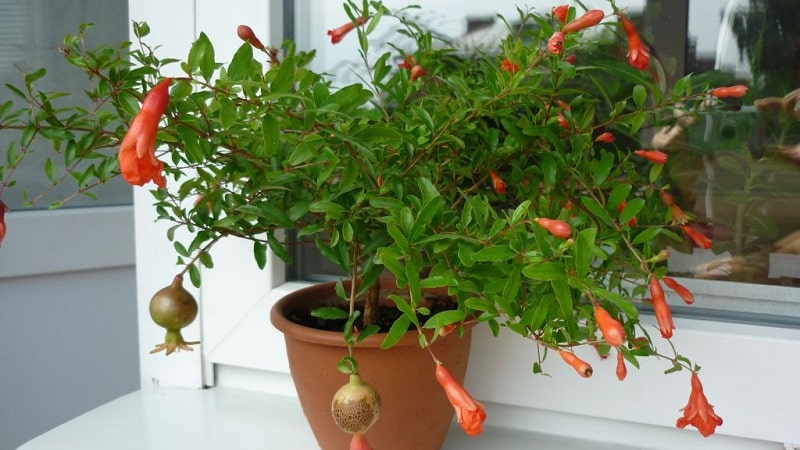How to plant pomegranates at home: a guide for beginners