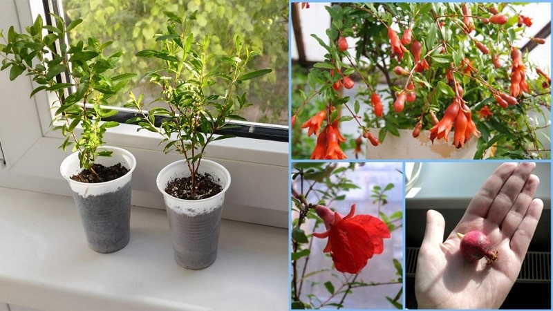 How to plant pomegranates at home: a guide for beginners