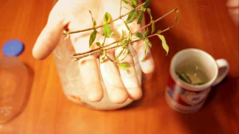 How to plant pomegranates at home: a guide for beginners