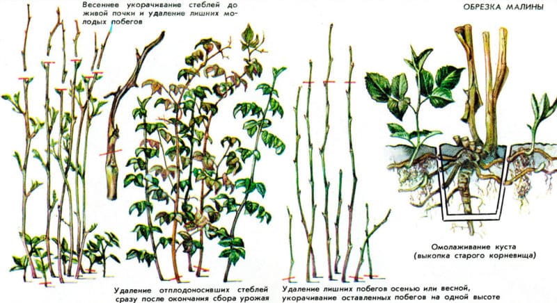 How to properly prune raspberries in spring: a step-by-step guide