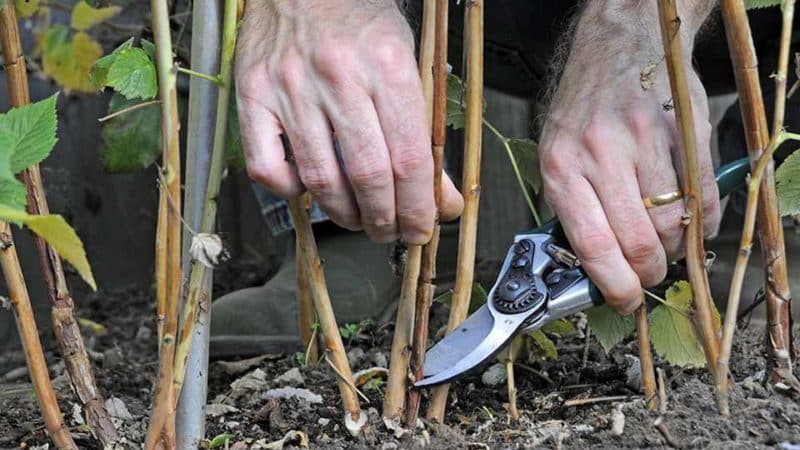Guide to caring for raspberries after harvest in July