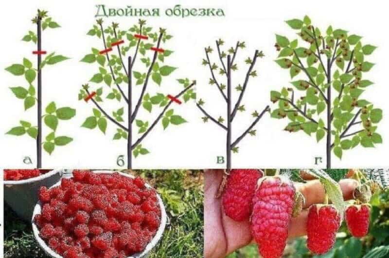 How to properly prune raspberries in spring: a step-by-step guide