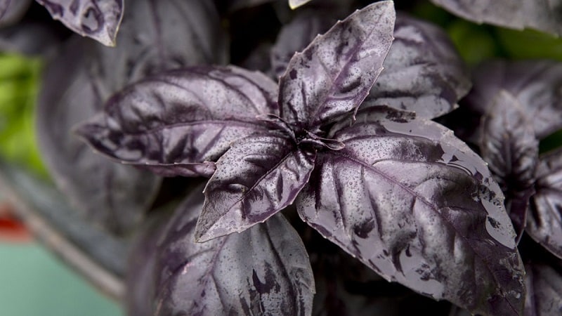 How to properly grow Rubin Cairo basil: planting and care step by step for beginners