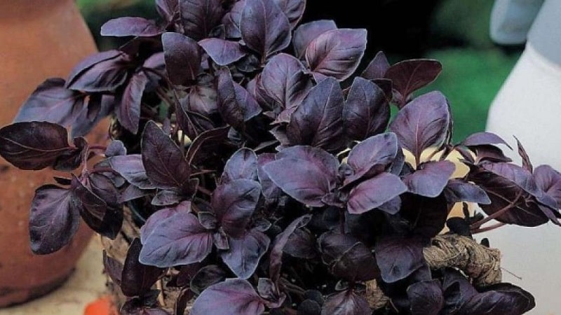 How to properly grow Rubin Cairo basil: planting and care step by step for beginners