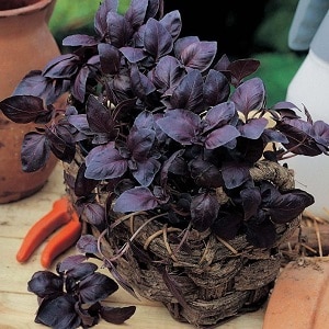 How to properly grow Rubin Cairo basil: planting and care step by step for beginners