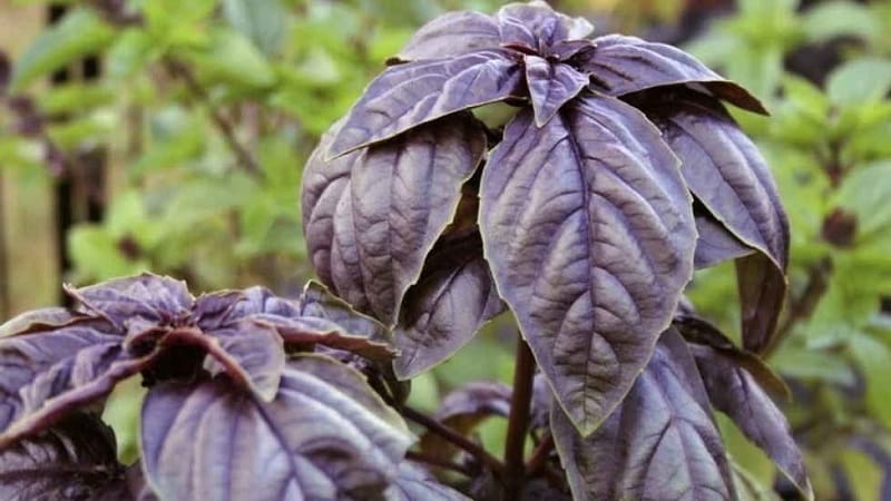 How to properly grow Rubin Cairo basil: planting and care step by step for beginners