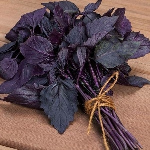 How to properly grow Rubin Cairo basil: planting and care step by step for beginners