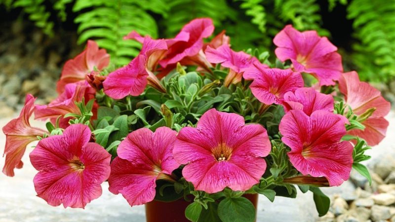 The best ways to prolong the flowering of petunias in pots: advice from experienced gardeners