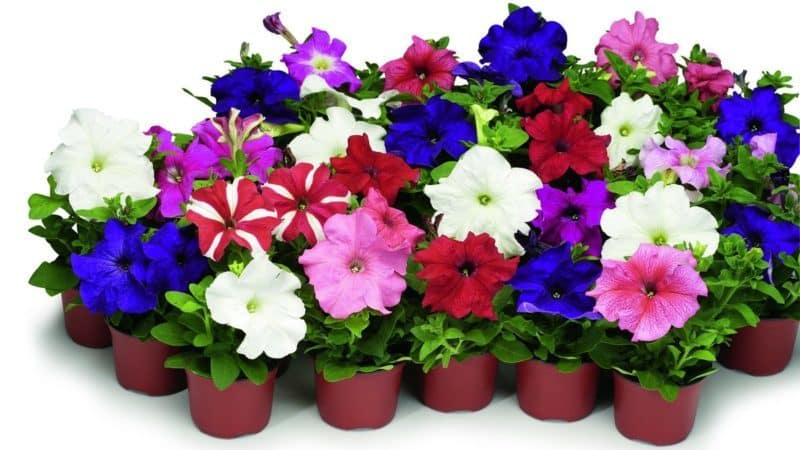 The best ways to prolong the flowering of petunias in pots: advice from experienced gardeners