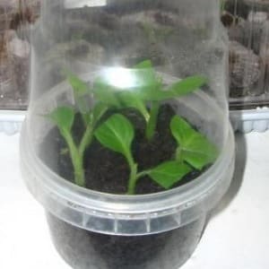 2 simple ways to preserve petunia until spring at home