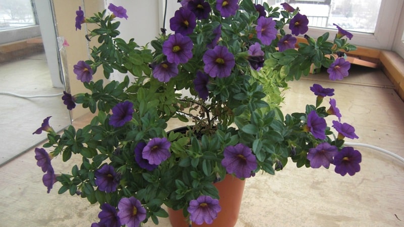 2 simple ways to preserve petunia until spring at home