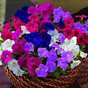 2 simple ways to preserve petunia until spring at home