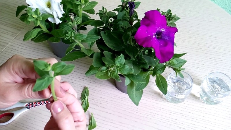 Why do you need to prune petunia in the middle of summer and how to do it correctly
