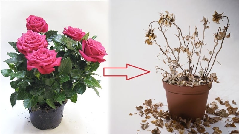 How to care for a home rose in a pot - a guide for beginner gardeners