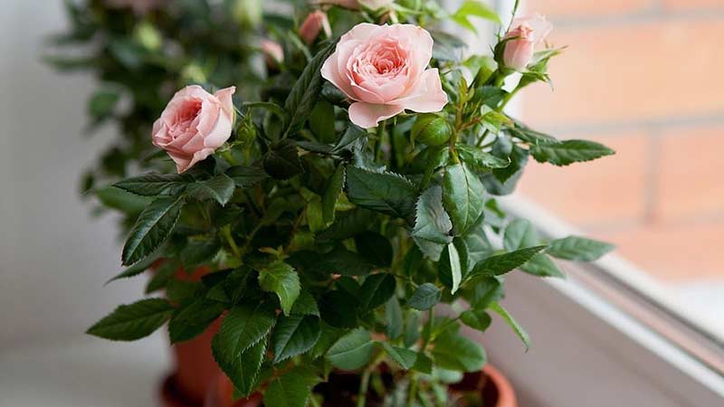 How to care for a home rose in a pot - a guide for beginner gardeners