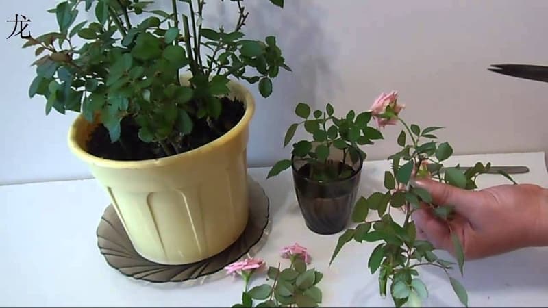 How to care for a home rose in a pot - a guide for beginner gardeners