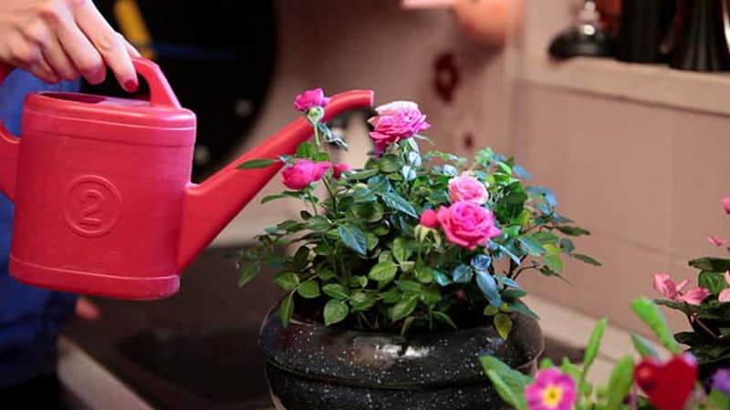 How to care for a home rose in a pot - a guide for beginner gardeners