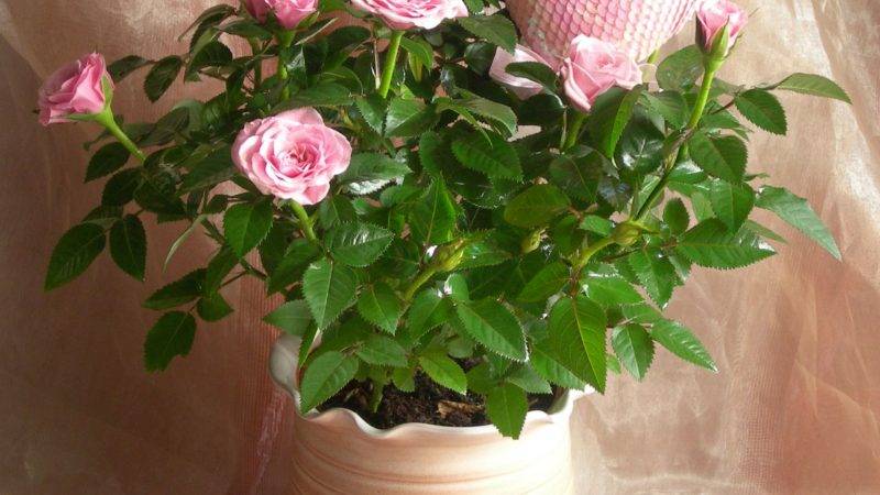How to care for a home rose in a pot - a guide for beginner gardeners